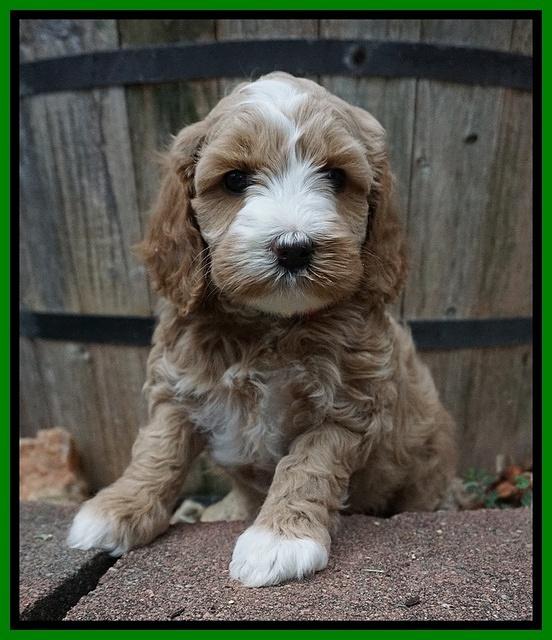 Ellie Benz pups 5 wks old 261
