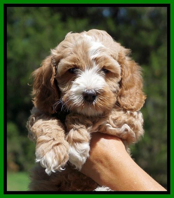 Ellie Benz pups 6 wks old311