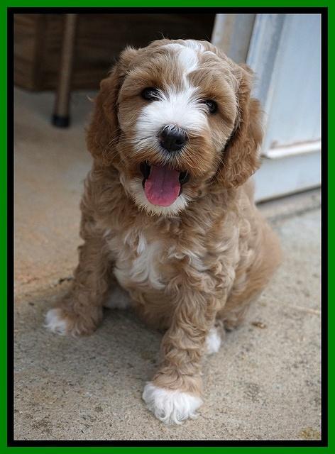 Ellie Benz pups 6 wks old331