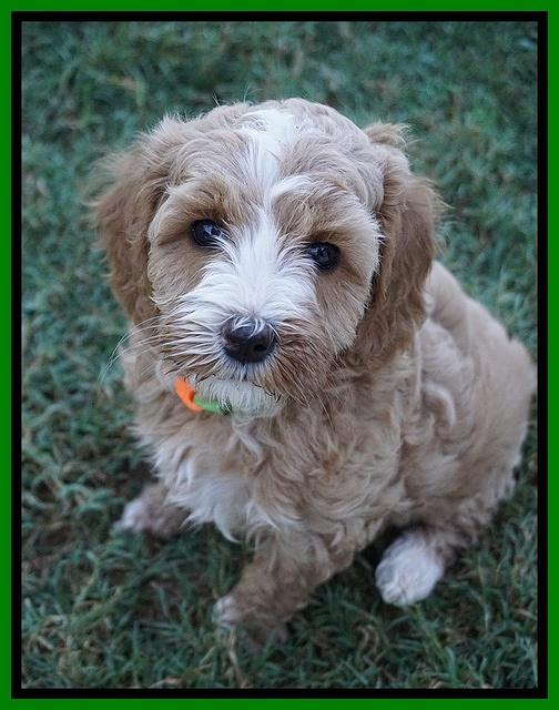 Ellie Benz pups 6 wks old341