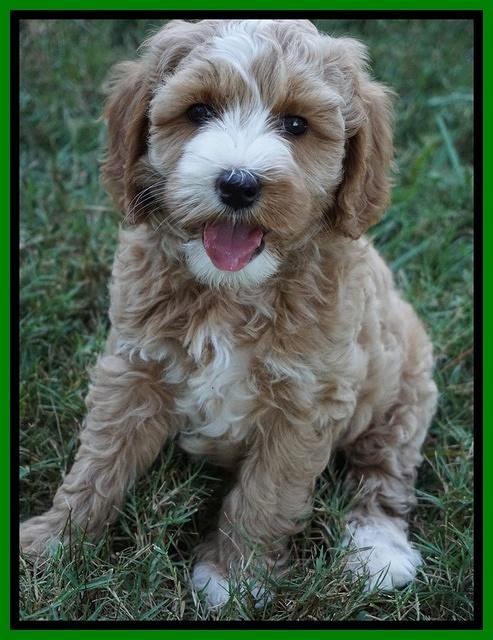 Ellie Benz pups 7 wks old 301