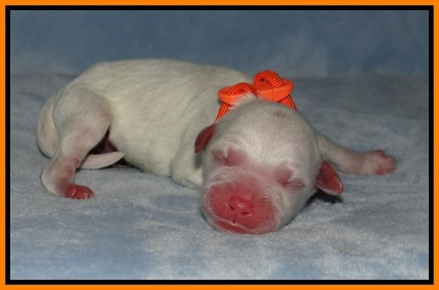 Ellie Benz Newborn pics 161