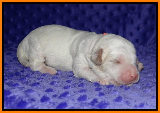 Ellie Benz pups 1 wk old 171