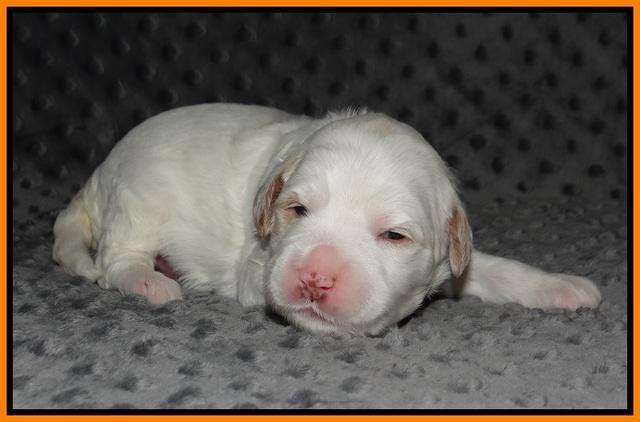 Ellie Benz pups 2 wks old 191