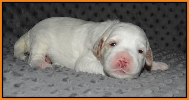 Ellie Benz pups 2 wks old 201