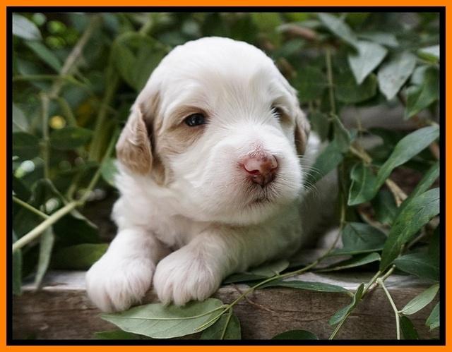 Ellie Benz pups 3 wks old 251