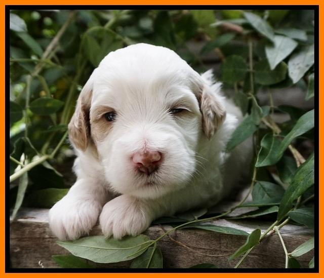 Ellie Benz pups 3 wks old 261