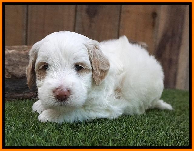 Ellie Benz pups 4 wks old251