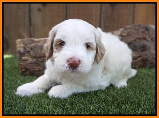 Ellie Benz pups 4 wks old261