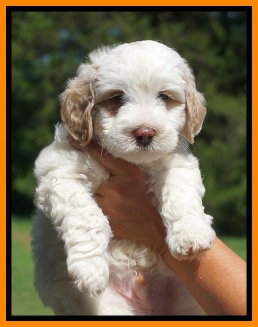 Ellie Benz pups 6 wks old351
