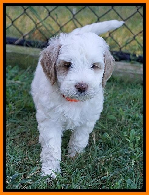 Ellie Benz pups 6 wks old361