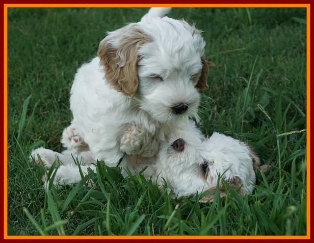 Ellie Benz pups 7 wks old 321