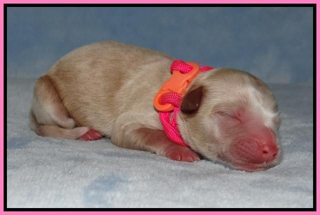 Ellie Benz Newborn pics 51