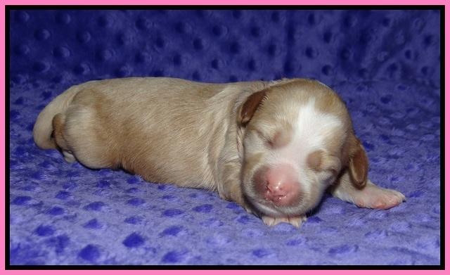 Ellie Benz pups 1 wk old 81