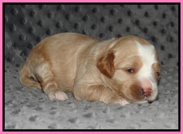 Ellie Benz pups 2 wks old 71