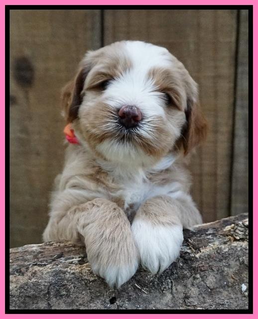 Ellie Benz pups 4 wks old81