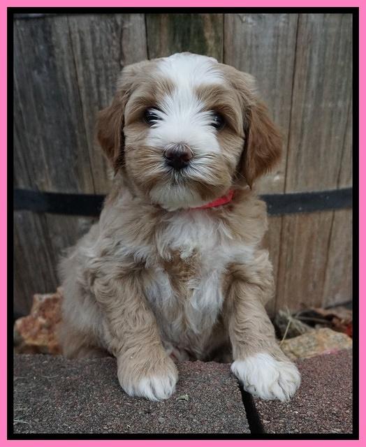 Ellie Benz pups 5 wks old 121