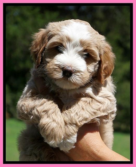 Ellie Benz pups 6 wks old131