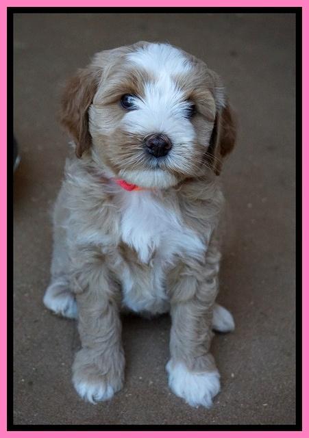 Ellie Benz pups 6 wks old161