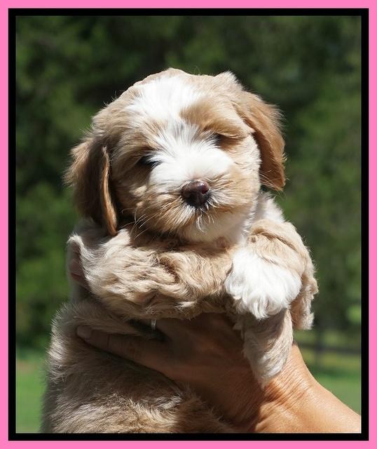 Ellie Benz pups 6 wks old171