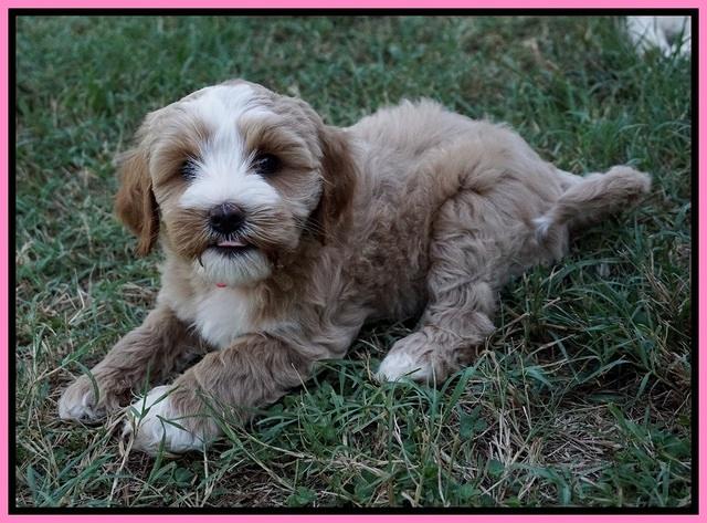 Ellie Benz pups 7 wks old 141