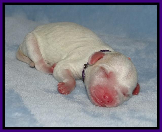 Ellie Benz Newborn pics 121