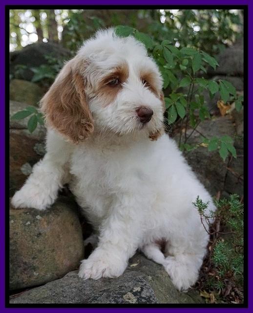 Ellie Benz pups 8 weeks old 201