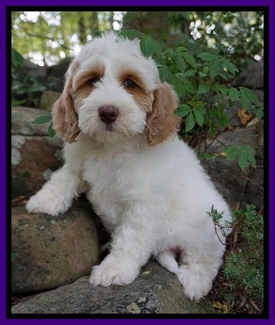 Ellie Benz pups 8 weeks old 211