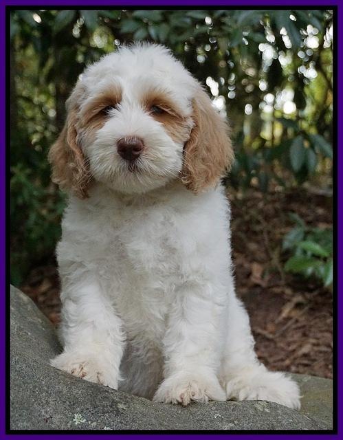 Ellie Benz pups 8 weeks old 241
