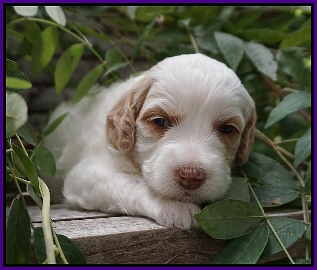 Ellie Benz pups 3 wks old 181