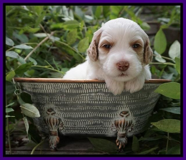 Ellie Benz pups 3 wks old 191