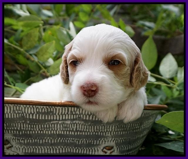 Ellie Benz pups 3 wks old 201