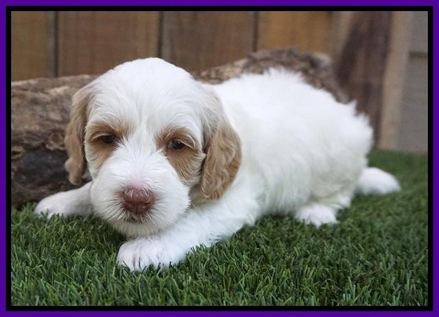 Ellie Benz pups 4 wks old201