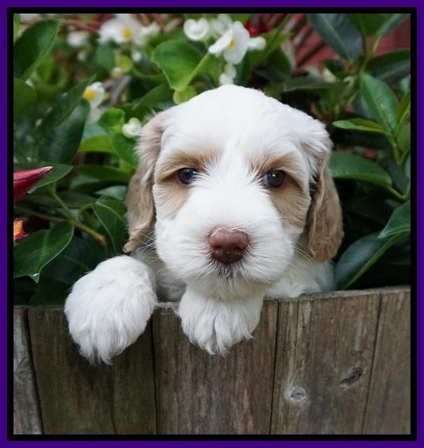 Ellie Benz pups 5 wks old 201