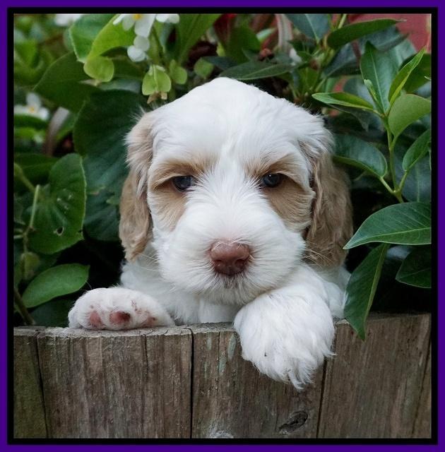 Ellie Benz pups 5 wks old 221