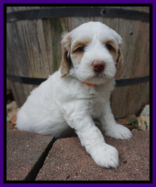 Ellie Benz pups 5 wks old 231