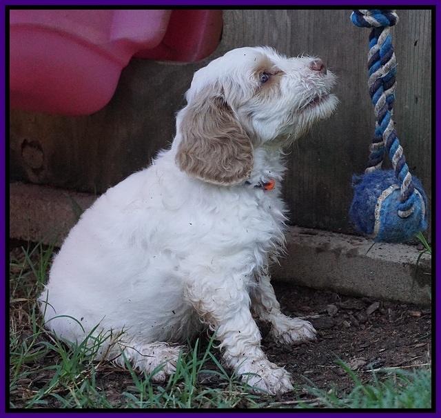 Ellie Benz pups 6 wks old281