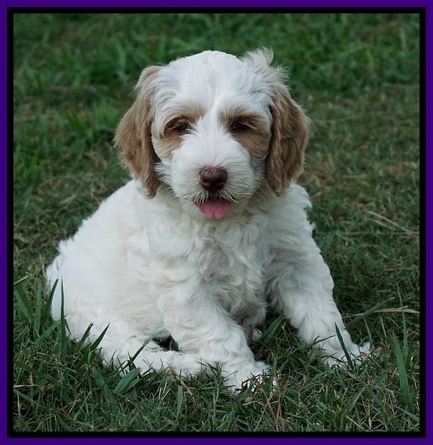 Ellie Benz pups 7 wks old 251