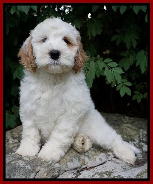 Ellie Benz pups 8 weeks old 181