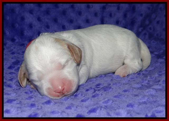 Ellie Benz pups 1 wk old 51