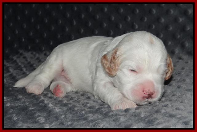 Ellie Benz pups 2 wks old 31