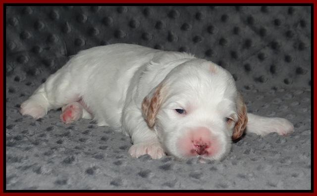 Ellie Benz pups 2 wks old 51
