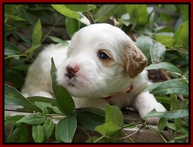 Ellie Benz pups 3 wks old 51