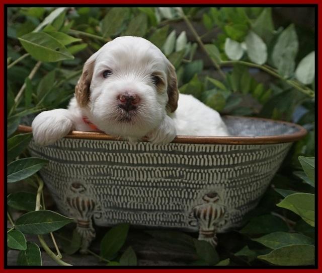 Ellie Benz pups 3 wks old 81