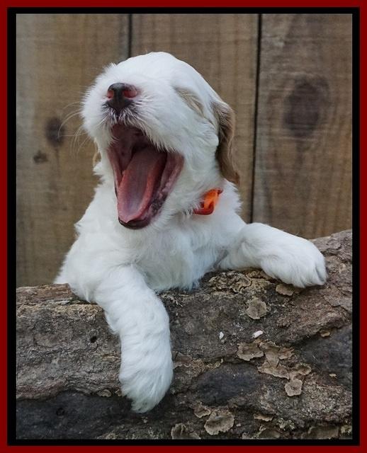 Ellie Benz pups 4 wks old31