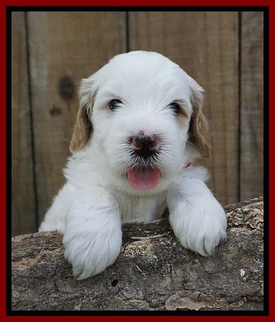 Ellie Benz pups 4 wks old41