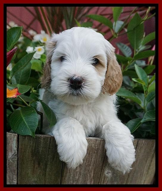 Ellie Benz pups 5 wks old 81