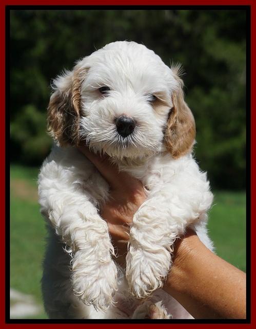 Ellie Benz pups 6 wks old101