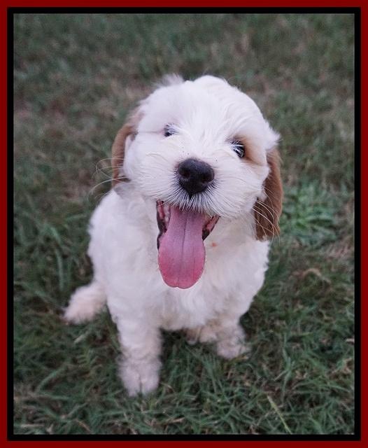 Ellie Benz pups 7 wks old 81