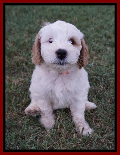 Ellie Benz pups 7 wks old 91
